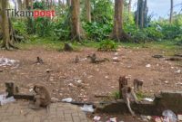 Libur Lebaran, Wisata Hutan Monyet Solear Diserbu Pengunjung, Murah tapi Minim Tempat Sampah