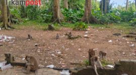 Libur Lebaran, Wisata Hutan Monyet Solear Diserbu Pengunjung, Murah tapi Minim Tempat Sampah