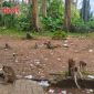 Libur Lebaran, Wisata Hutan Monyet Solear Diserbu Pengunjung, Murah tapi Minim Tempat Sampah