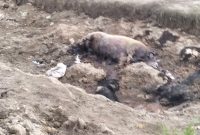 Warga mengeluhkan bau tidak sedap yang diduga berasal dari limbah peternakan. 