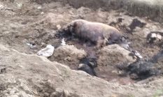 Warga Desa Bahal Batu II Keluhkan Dugaan Dampak Lingkungan Peternakan Babi