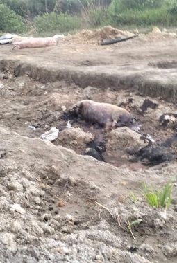 Warga Desa Bahal Batu II Keluhkan Dugaan Dampak Lingkungan Peternakan Babi