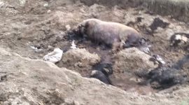 Warga mengeluhkan bau tidak sedap yang diduga berasal dari limbah peternakan. 