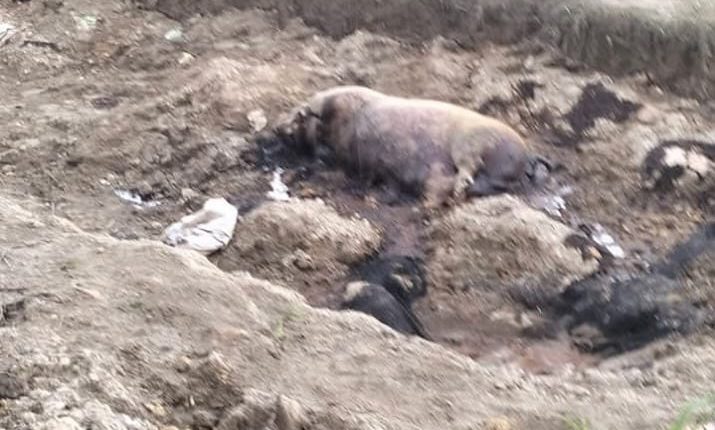 foto slider headline