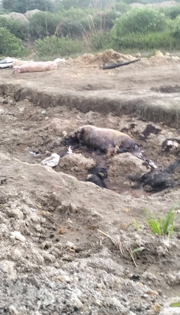 Warga mengeluhkan bau tidak sedap yang diduga berasal dari limbah peternakan. 