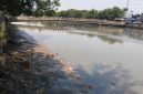 Foto Kali Cengkareng Drain Kapuk di Penuhi Lumpur 