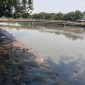 Foto Kali Cengkareng Drain Kapuk di Penuhi Lumpur 