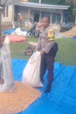 Bhabinkamtibmas Bantu Warga Tanam Jagung, Dukung Ketahanan Pangan di Padang Laweh
