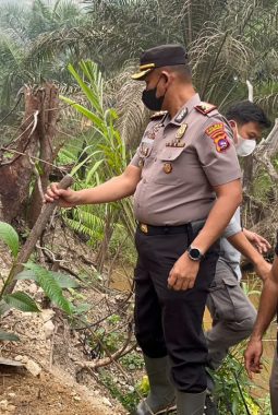 Lahan Bekas Karhutla Seluas 5,9 Hektare di Timpeh Ditanami Sawit, Polres Dharmasraya Pasang Garis Polisi