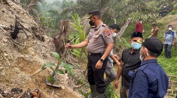 Lahan Bekas Karhutla Seluas 5,9 Hektare di Timpeh Ditanami Sawit, Polres Dharmasraya Pasang Garis Polisi